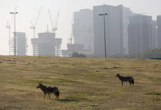 Jackals roam at Hayarkon Park in Tel Aviv, Israel, 15 April 2020. Reports state that wild animals feel safer walking around the streets of the cities and empty parks as most citizens are staying back home due to Israeli police tightly enforce a general lockdown during the Passover Holiday in order to prevent the spread of the SARS-CoV-2 coronavirus which causes the Covid-19 disease. (Photo by Abir Sultan/EPA/EFE)