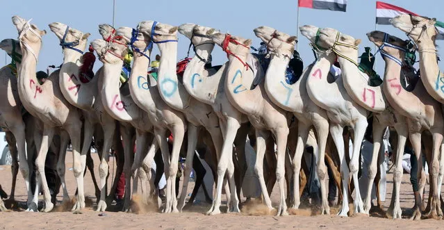 Camels with robotic jockies compete in the Egyptian Camel Race in El Alamein, Egypt, 23 August 2022. The races began with about 900 camels from all governorates of Egypt taking part in the competitions. (Photo by Khaled Elfiqi/EPA/EFE)