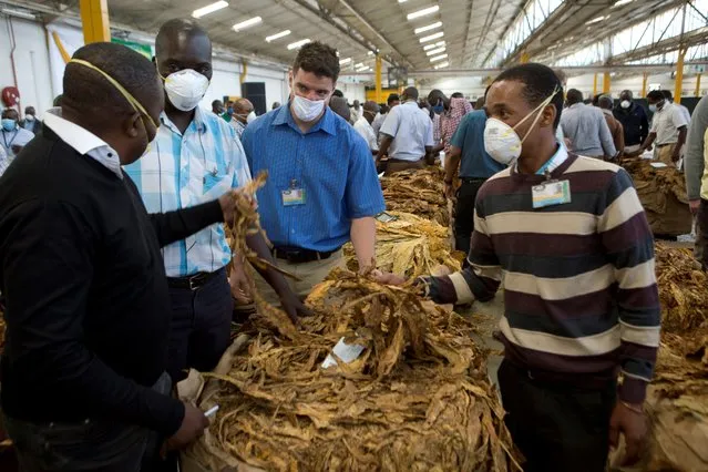 Tobacco auctioneers wear face masks to protect against coronavirus while inspecting crop on the first day of the tobacco marketing season in Harare, Zimbabwe, Wednesday, April 29, 2020. The tobacco selling season began across the country with auction floors complying with strict Covid-19 measures which included setting up clinics and isolation sites. (Photo by Tsvangirayi Mukwazhi)/AP Photo
