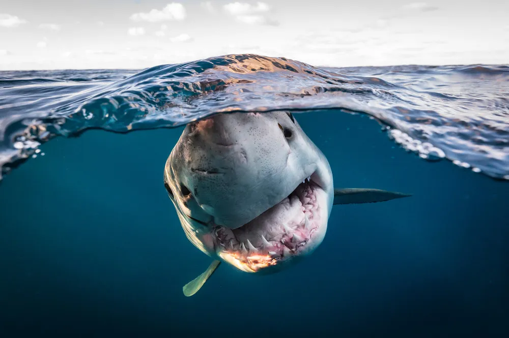 Ocean Photographer of the Year 2022 Winners