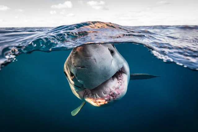 Portfolio Award Winner – Matty Smith. A split-shot of a great white shark. (Photo by Matty Smith/Ocean Photographer of the Year 2022)