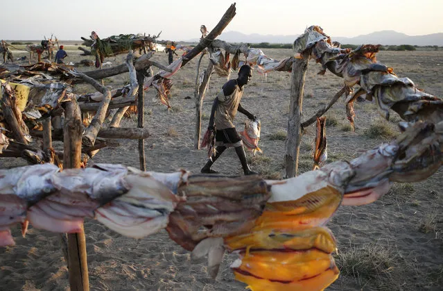 A Turkana man looks on as he hangs fish to dry at a fishing camp on the western shore of Lake Turkana, close to Todonyang, near the Kenya-Ethiopia border in northern Kenya September 24, 2014. (Photo by Goran Tomasevic/Reuters)