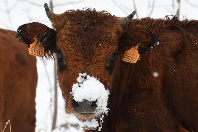 A cow, with snow on it nose from foraging for food, stands in a field in Celliers, Col de la Madeleine in the French Alps on November 6, 2017. (Photo by Jean-Pierre Clatot/AFP Photo)