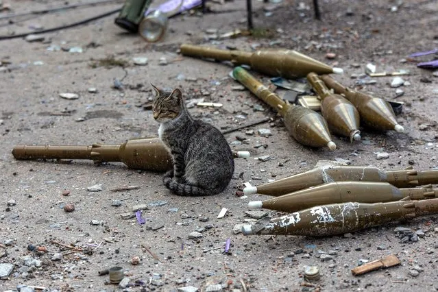 A cat sits near shells for a RPG-7 grenade launcher at a former position of Russian troops in the village of Velyka Komyshuvakha, recently liberated by the Ukrainian Armed Forces in Kharkiv region, September 24, 2022. (Photo by Oleksandr Ratushniak/Reuters)