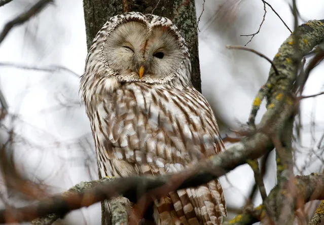 Ural owl (strix uralensis), which is included in Belarus' national red data book of endangered birds and animals, rests on a tree branch in Minsk, Belarus on November 23, 2017. (Photo by Vasily Fedosenko/Reuters)