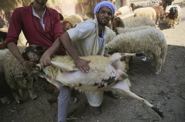 A vendor carries sheep after selling it to a customer at an old cattle market named “Al Emam Market” ahead of the Muslim sacrificial festival Eid al-Adha in Cairo, Egypt, September 19, 2015. (Photo by Amr Abdallah Dalsh/Reuters)