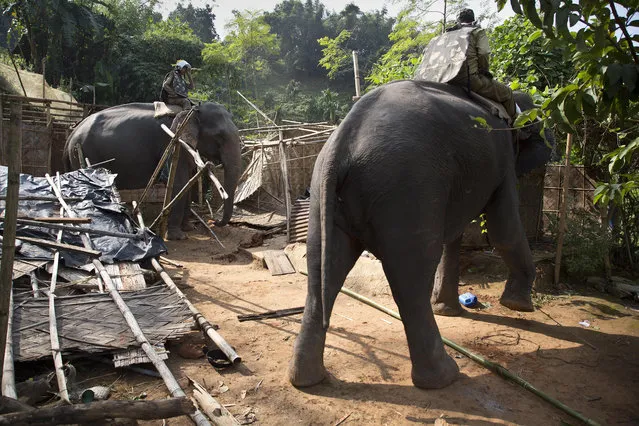 Elephants are used to demolish houses during an eviction drive inside Amchang Wildlife Sanctuary on the outskirts of Gauhati, Assam, India, Monday, November 27, 2017. (Photo by Anupam Nath/AP Photo)