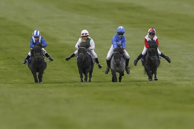 A general view of shetland pony racing at Newmarket racecourse on September 29, 2017 in Newmarket, United Kingdom. (Photo by Alan Crowhurst/Getty Images)