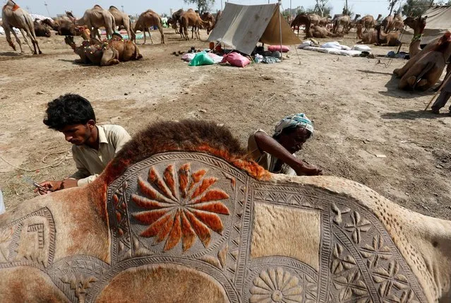 Men use scissors to make intricate decorative patterns on camel before putting it up for sale at a makeshift cattle market ahead of the Eid al-Adha festival in Karachi, Pakistan September 9, 2016. (Photo by Akhtar Soomro/Reuters)