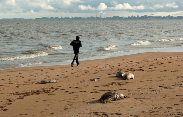 A person jogs past dead seals washed up on the coast of the Caspian Sea in Makhachkala, Russia on December 6, 2022. (Photo by Kazbek Basayev/Reuters)