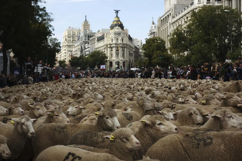 Annual Sheep Parade in Madrid