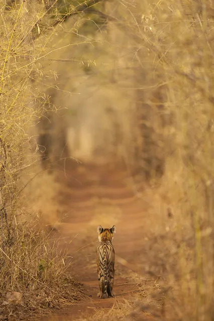 “Tiger in the Tunnel”. This sub-adult tiger was photographed at India's Tadoba Andhari Tiger Reserve. Seeing the bamboo tunnel, I had envisaged this image. He was around a bend in the road and we could not even see him as we were the last jeep. As luck would have it he then got up and walked around, making us the first vehicle. (Photo and caption by A. Apana/National Geographic Photo Contest)