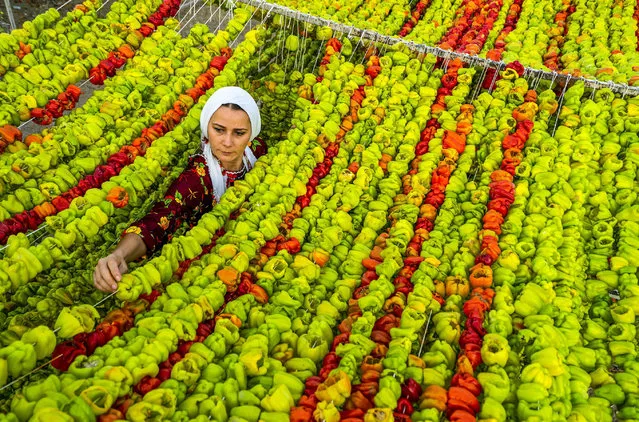Thousands of peppers strung on to lines to dry after being harvested in Aydin, Turkey in November 2022. Once the drying process is complete, the vegetables will be sold as stuffed peppers. (Photo by Ufuk Turpcan/Solent News)