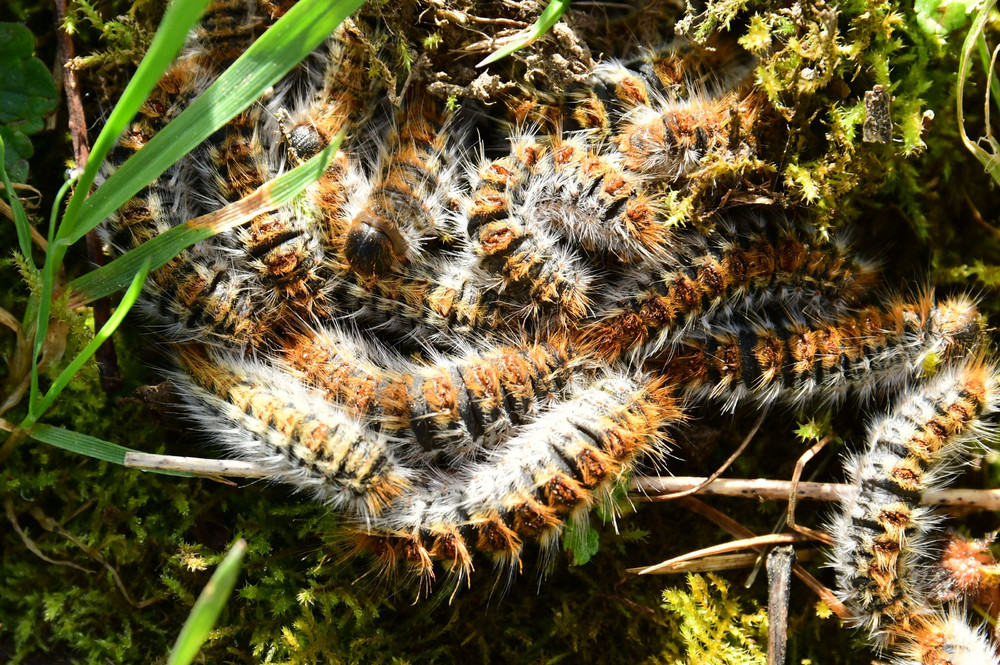 Some Photos: Insects