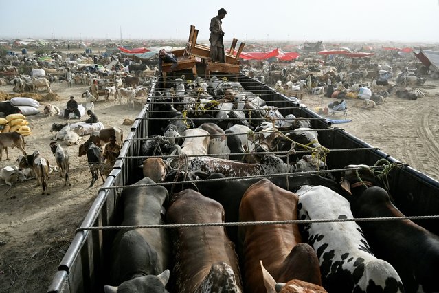 Livestock vendors offload cattle from a truck at a market ahead of the Muslim festival of Eid al-Adha, on the outskirts of Karachi on May 25, 2025. (Photo by Asif Hassan/AFP Photo)