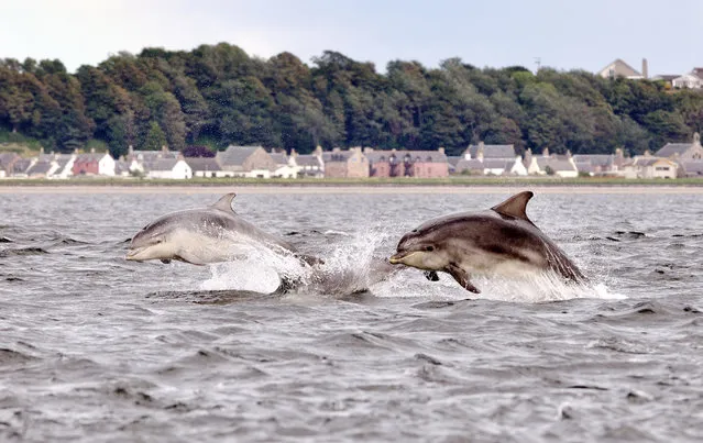 F) Under 18 Winner – Alessandro Oggioni. I knew that there was dolphins in the Firth of Forth and they are used to appear during the tides. So I went here to photograph but there were a lot of photographers that wanted to do the same thing. I didn't seen anything! I had to go in the water (very cold!!!) to take my photos.