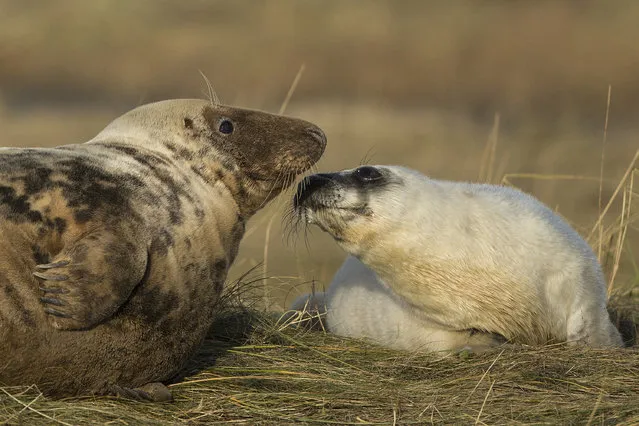 A Grey Seal pup and it's mother lay in the grass at the Lincolnshire Wildlife Trust's Donna Nook nature reserve on November 24, 2014 in Grimsby, England. (Photo by Dan Kitwood/Getty Images)