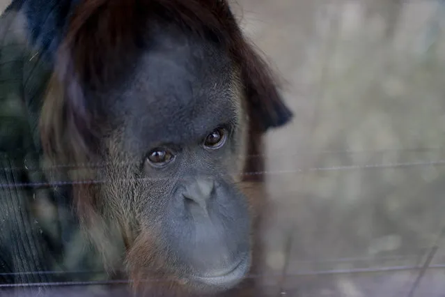 In this September 13, 2016 photo, Sandra the orangutan sits in her enclosure at an eco-park, formerly the Palermo zoo, in Buenos Aires, Argentina. The definition of orangutan is written in a sign outside Sandra’s cage: from the Malay expression meaning “person of the forest”. But Sandra remains behind bars in a concrete cell in Buenos Aires and may never see the rainforest of her ancestors. (Photo by Natacha Pisarenko/AP Photo)