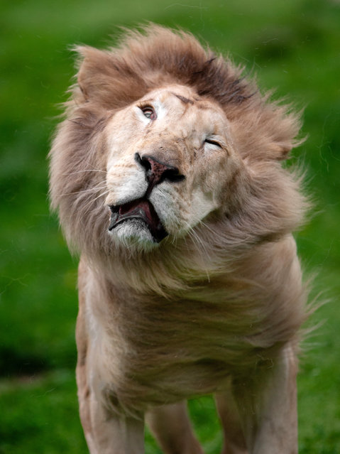 Wildlife photographer Goran Anastasovski caught the moment a lion at Skopje Zoo, in North Macedonia, woke from a nap and shook his mane in August 2025. (Photoby Goran Anastasovski/Splitpics UK)