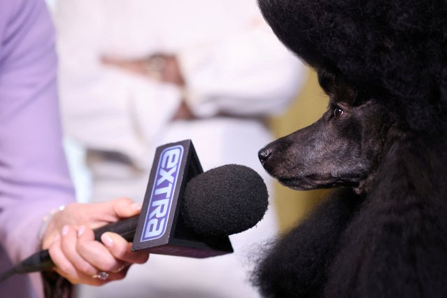 Westminster Kennel Club dog show's Best in Show winner Sage, a miniature poodle, has a microphone held in front of her during a media opportunity with chef Daniel Boulud at Bar Boulud, New York City, U.S., on May 15, 2024. (Photo by Andrew Kelly/Reuters)