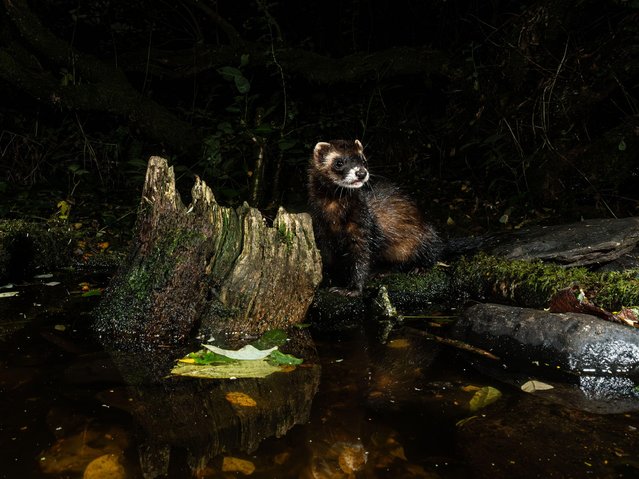 Storm Amy was blowing a gale last night but this polecat braved the elements to visit a small pond in Ceredigion, Wales, UK on October 5, 2025. The polecat was heavily persecuted but is now a protected species under the wildlife act of 1981. (Photo by Phil Jones/Alamy Live News)