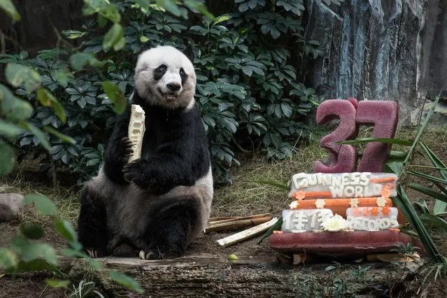 In this file photograph taken on July 28, 2015, giant panda Jia Jia eats a bamboo stick next to her cake made of ice and fruit juice to mark her 37th birthday at an amusement park in Hong Kong, making her the oldest giant panda ever kept in captivity, ageing to the equivalent of more than 100 in human terms. Jia Jia died on October 16, 2016, aged 38. (Photo by Philippe Lopez/AFP Photo)