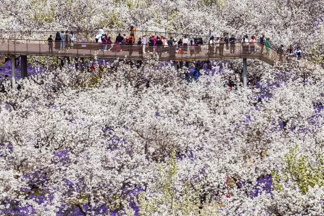 People walk among blossoming pear flowers in Suqian, in China's eastern Jiangsu province on March 28, 2023. (Photo by AFP Photo/China Stringer Network)