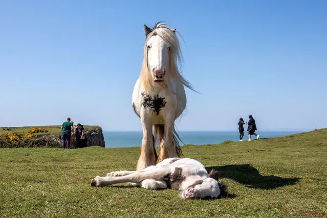 A cob horse for conservation grazing along with its foal rests on the clifftops of Rhossili, Swansea, Britain on April 20, 2023. (Photo by Joann Randles/Reuters)
