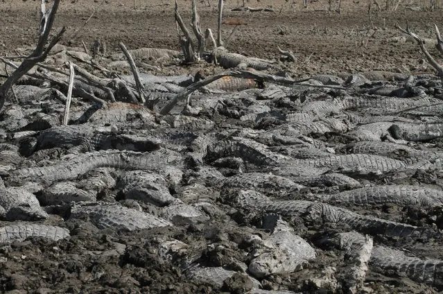 Yacare caimans, alive and dead, lie in the dried-up river bed of the Pilcomayo river at the Agropil ranch in Boqueron, Paraguay, August 14, 2016. (Photo by Jorge Adorno/Reuters)