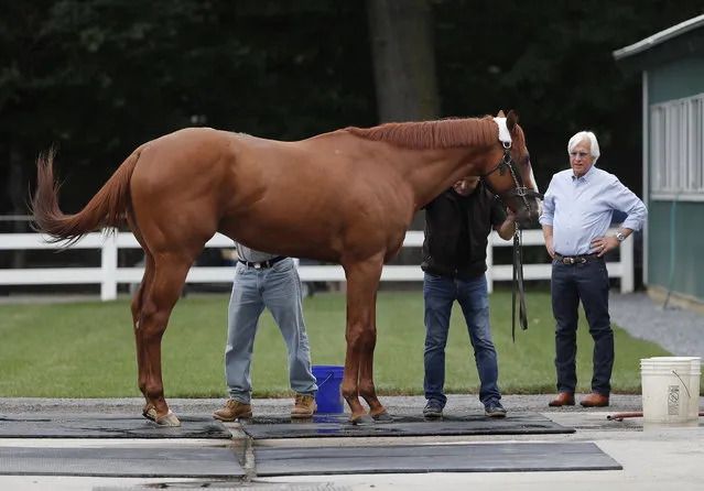 Trainer Bob Baffert, right, watches as Justify is wiped down after arriving at Belmont Park, Wednesday, June 6, 2018, in Elmont, N.Y. Justify will attempt to become the 13th Triple Crown winner when he races in the 150th running of the Belmont Stakes horse race on Saturday. (Photo by Julie Jacobson/AP Photo)