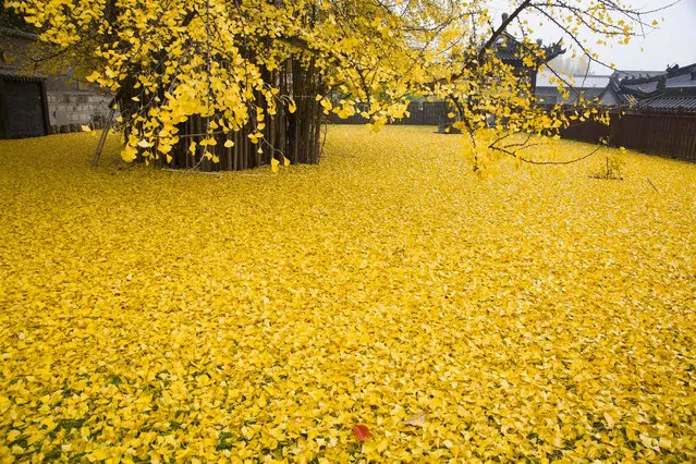 The Ancient Ginkgo Tree Makes Golden Сarpet Оf Leaves Every Autumn