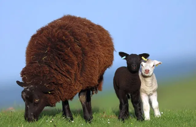 A ewe sheep looks after its baby lambs on May 09, 2023 in Biddulph, England. (Photo by Nathan Stirk/Getty Images)