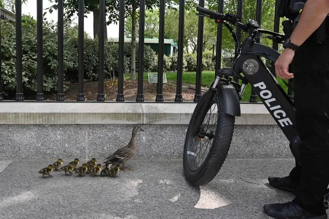 A US Secret Service uniformed division officer watches over a family of ducks walking on the sidewalk of Pennsylvania Avenue, in front of the White House, in Washington, DC on June 5, 2023. (Photo by Mandel Ngan/AFP Photo)