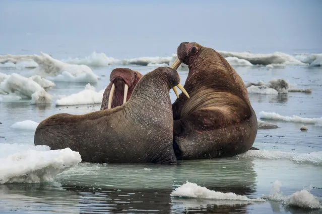 Pacific walruses on an ice floe by Cape Dezhnev, Chukotka, the easternmost mainland point of Russia on June 23, 2018. (Photo by Yuri Smityuk/TASS)