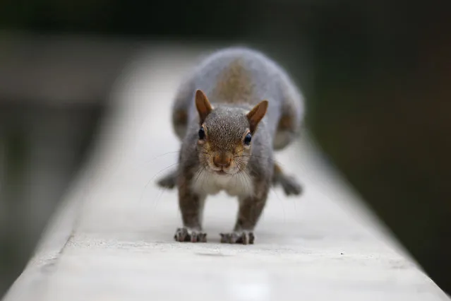 A squirrel stands in Valentino Park in Turin, on November 18, 2016. (Photo by Marco Bertorello/AFP Photo)