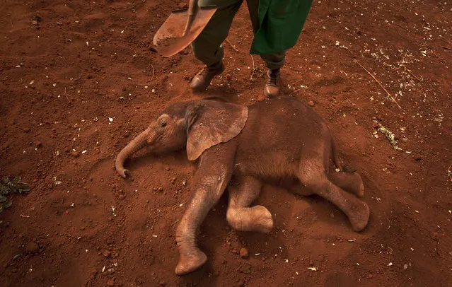 Two-month-old orphaned baby elephant Ajabu is given a dust-bath in the red earth after being fed milk from a bottle by a keeper,  at the David Sheldrick Wildlife Trust Elephant Orphanage in Nairobi, Kenya, Wednesday, June 5, 2013. (Photo by Ben Curtis/AP Photo)