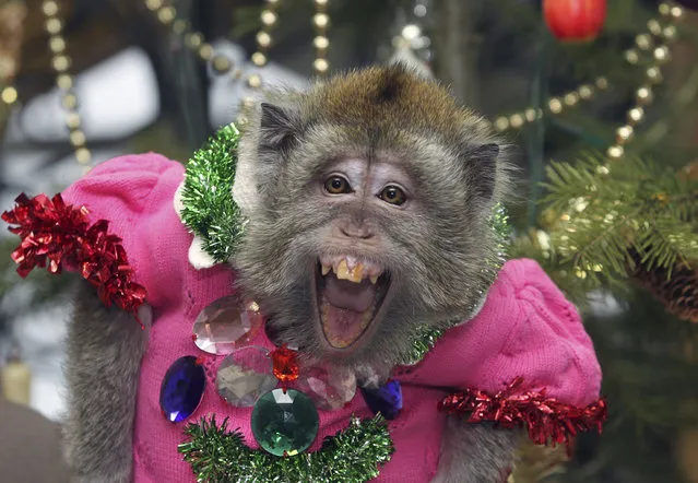 Anita, a 22-year-old female macaque, performs before children as part of the New Year and Christmas celebrations, in Barnaul, Russia, December 23, 2015. (Photo by Andrei Kasprishin/Reuters)