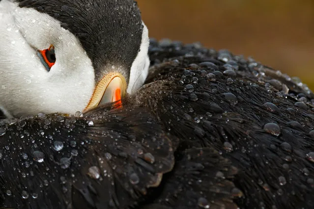 Attention to detail category bronze award, and People’s choice award winner. Atlantic puffin, Fratercula arctica, by Mario Suarez Porras, Spain. (Photo by Mario Suarez Porras/2018 Bird Photographer of the Year)