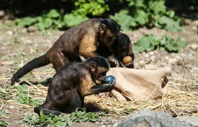 Brown capuchin monkeys eat Easter eggs in Zagreb Zoo, Croatia, April 5, 2021. (Photo by Antonio Bronic/Reuters)