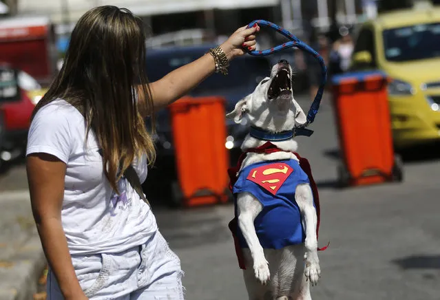 A dog in the likeness of “Superman” jumps during the “Blocao” dog carnival parade in Rio de Janeiro, Brazil, Saturday, February 14, 2015. (Photo by Silvia Izquierdo/AP Photo)