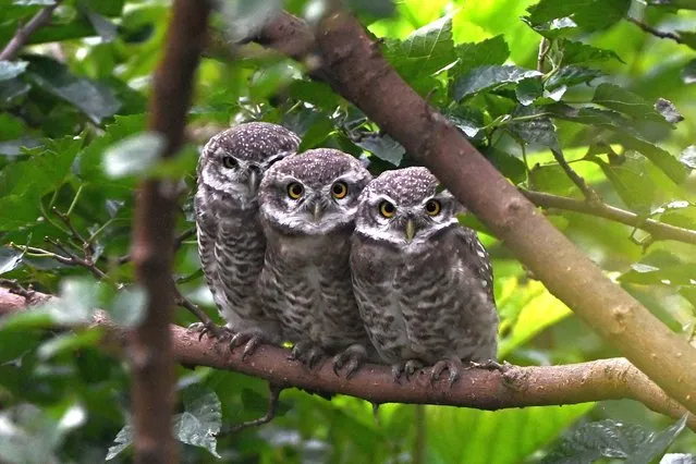 Spotted owlets perch on a tree branch in Kathmandu on August 7, 2023. (Photo by Prakash Mathema/AFP Photo)
