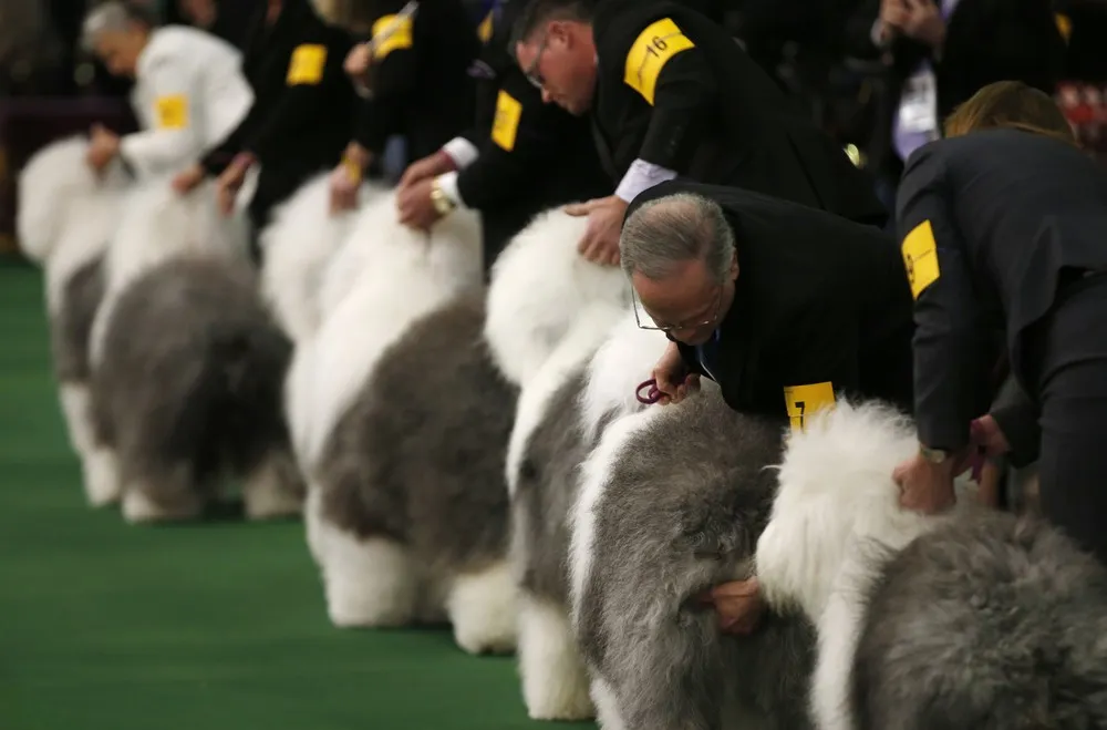 The 139th Westminster Kennel Club's Dog Show