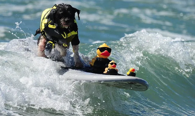 Surf dog Toby rides a wave with a trio of rubber duckies during the 5th Annual Surf Dog competition at Huntington Beach, California, on September 29, 2013. (Photo by Frederic J. Brown/AFP Photo)