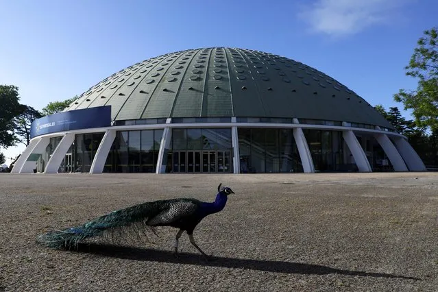 A peacock walks in front of Super Bock Arena during preparations for the upcoming European Social Summit, as part of the country's six-month rotating presidency of the European Council, in Porto, Portugal, May 6, 2021. (Photo by Violeta Santos Moura/Reuters)