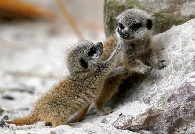 Newborn meerkat pups Busta and Missy explore the meerkat enclosure at Blair Drummond Safari and Adventure Park, near Stirling, Scotland on Friday, August 25, 2023. Three pups – Busta, Missy and Emmie – have been born to first-time parents Cardi B and Biggie, who joined the park's meerkat community in April 2022. (Photo by Andrew Milligan/PA Images via Getty Images)