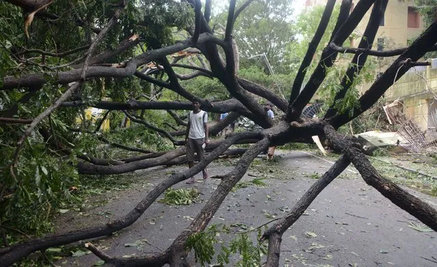 An Indian man walks next to a ripped up tree on a street in Chennai after Cyclone Vardah passed by on December 13, 2016. At least 10 people were killed when Cyclone Vardah slammed into the southern Indian tech hub of Chennai, bringing down houses and cutting off the electricity supply, authorities said December 13. (Photo by AFP Photo)