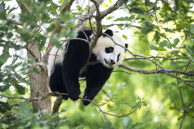 9-month-old male giant panda cub Xiao Qi Ji climbs in a tree at the Smithsonian National Zoo on May 20, 2021 in Washington, DC. The Smithsonian National Zoo will reopen to the public starting on Friday, May 21st after being closed since November 2020 to help prevent the spread of COVID-19. (Photo by Drew Angerer/Getty Images)