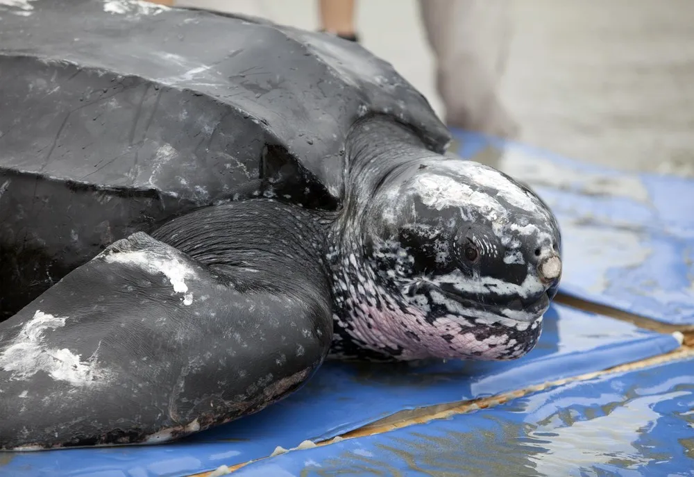 After Rescue, Massive Sea Turtle Released into Atlantic