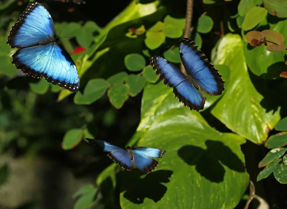Butterflies at the San Diego Zoo Safari Park