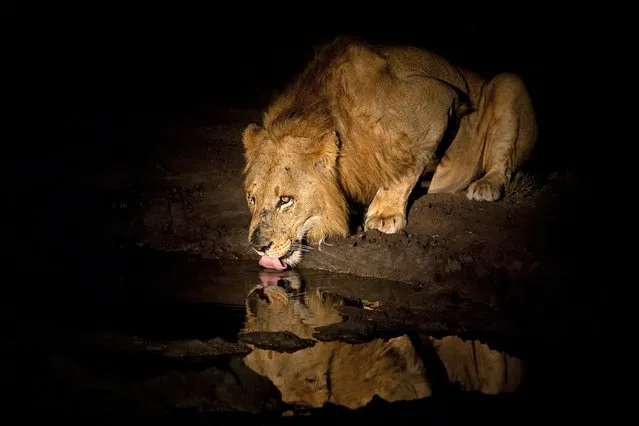 A lion drinks at the waterhole. (Photo by Brendon Cremer/Caters News)